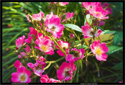 wild pink roses