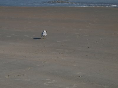 Huntington0006.jpg