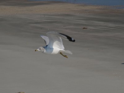 Huntington0029.jpg
