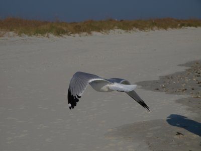 Huntington0030.jpg