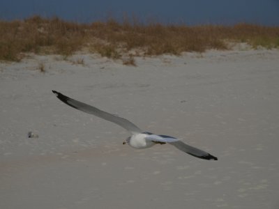 Huntington0031.jpg