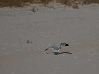 Huntington0032.jpg