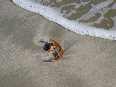 Huntington0058.jpg