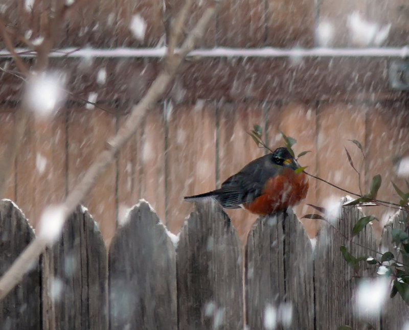 Snow Robin