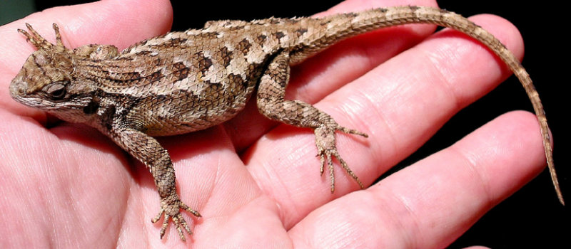 Western Fence Lizard