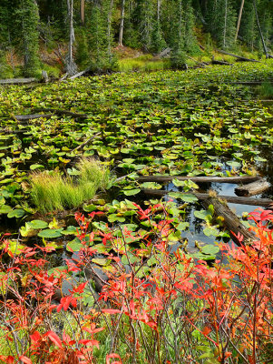 Leaves and Lily Pads