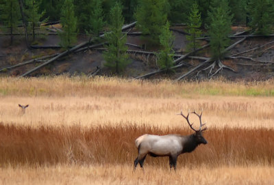 Elk Watching Elk