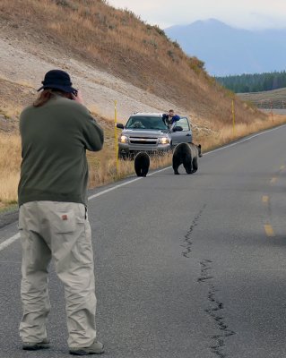 Grizzly Encounter