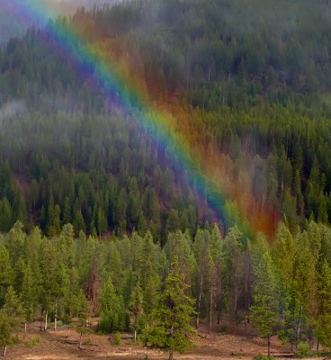Forest Rainbow