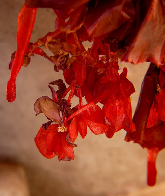 Begonia Icicles