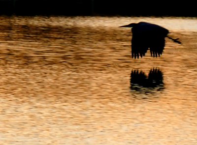 Great Blue Heron Sunset