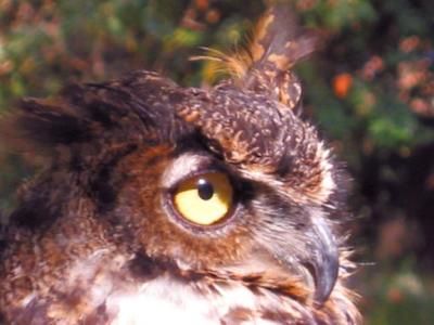 Horned Owl