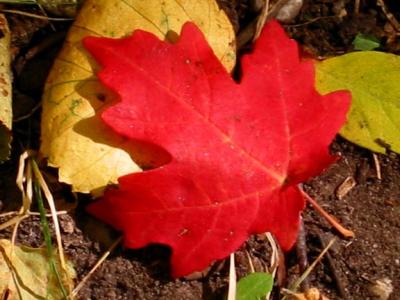 Maple Leaf in Utah