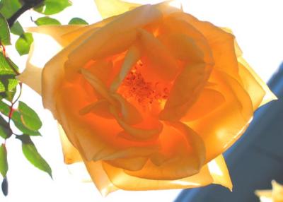 Yellow Heirloom Rose