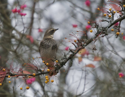 Birds in Sweden