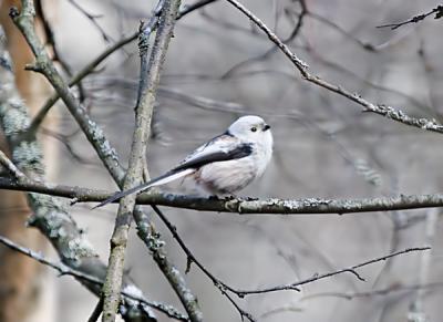 Stjrtmes (Long-tailed Tit)