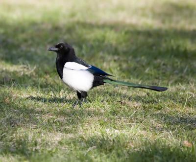 Skata (Magpie)