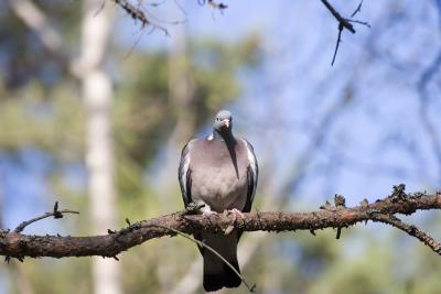 Ringduva(Woodpigeon)