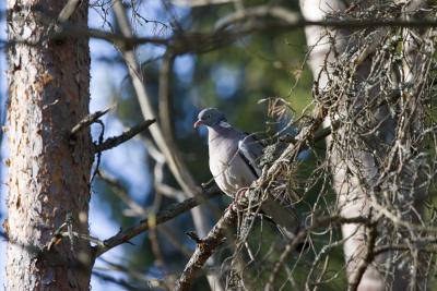 Ringduva (Woodpigeon)