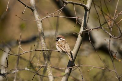 Pilfink (Tree Sparrow)