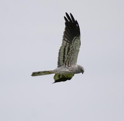 ngshk (Montagu's Harrier)