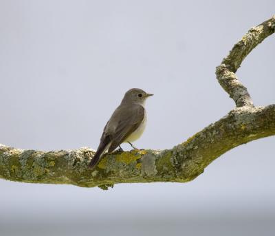 Mindre flugsnappare (Red-breasted Flycatcher)