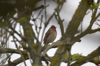 Rosenfnk (Common Rosefinch)