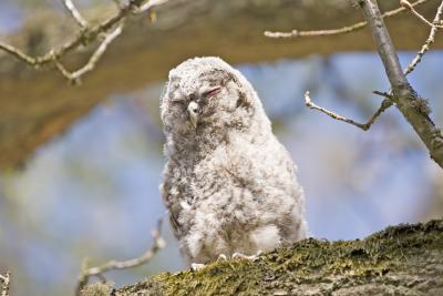 Kattuggla (Tawny Owl) Juvenile