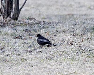 Ringtrast (Ring Ouzel)