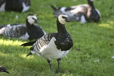 Vitkindad gs (Barnacle Goose)