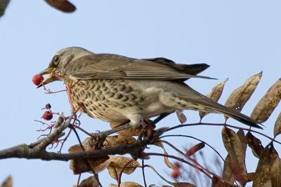 Bjrktrast (Fieldfare)