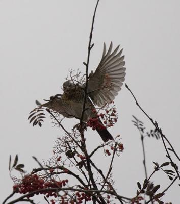 Bjrktrast (Fieldfare)