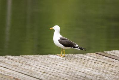 Silltrut (Lesser Black-backed Gull)
