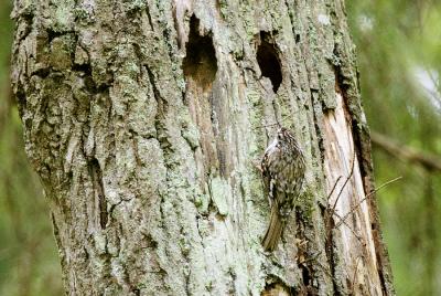 Trdkrypare (Treecreeper)