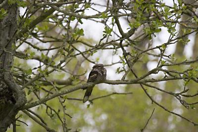 Nattskrra (Nightjar)