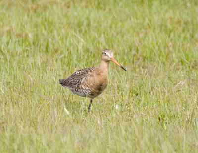 Rdspov (Black-tailed Godwit)