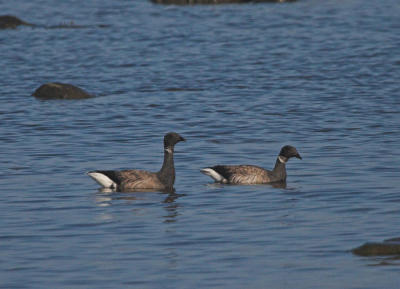 Prutgs (Brent Goose)