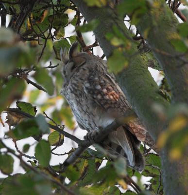 Hornuggla (Long-eared Owl)