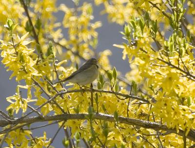 rtsngare (Lesser Whitethroat)