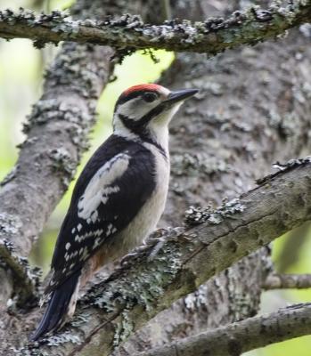 Strre hackspett (Great Spotted Woodpecker)