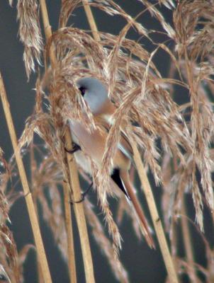 Skggmes (Bearded tit)