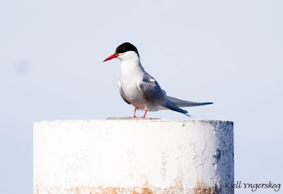 Silvertrna (Arctic Tern)