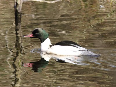 Goosander