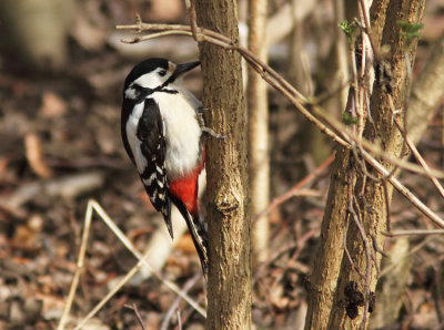 Greater Spotted Woodpecker