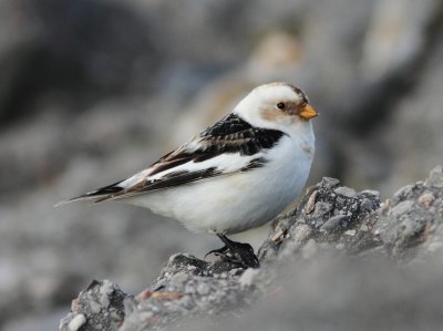 Snow Bunting