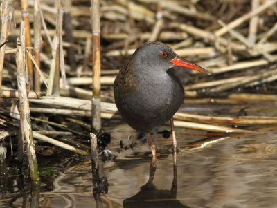 Water Rail