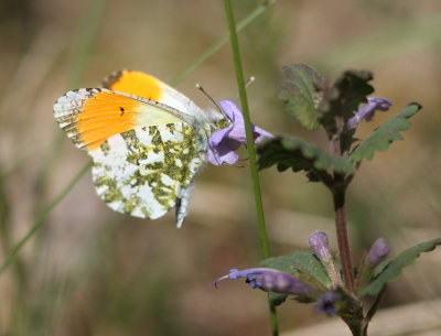 Orange-tip