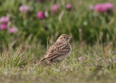 Short-toed Lark