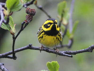 Townsends Warbler