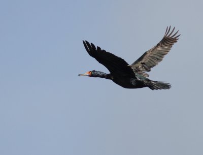 Red-faced Cormorant